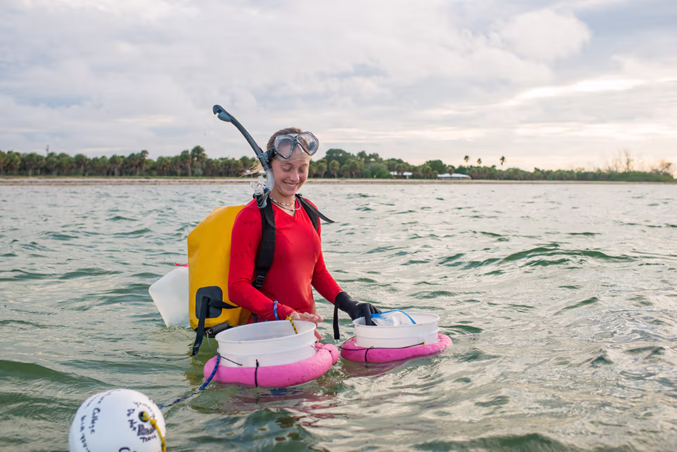 student in the ocean with buckets collecting stone crab samples